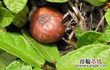 野生地瓜是什么 野地瓜是什么东西