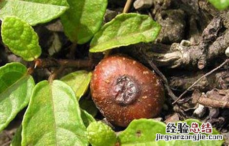 野生地瓜是什么 野地瓜是什么东西