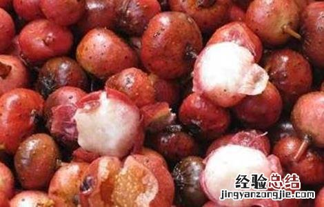 野生地瓜是什么 野地瓜是什么东西