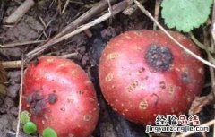 野生地瓜是什么 野地瓜是什么东西