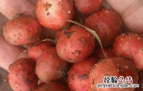 野地瓜什么时候成熟 野地瓜什么时候成熟视频