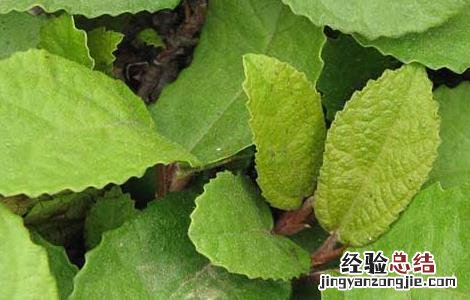 野地瓜什么时候成熟 野地瓜什么时候成熟视频