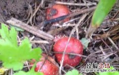 野地瓜什么时候成熟 野地瓜什么时候成熟视频