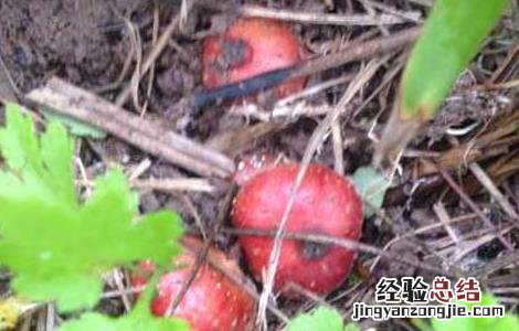 野地瓜什么时候成熟 野地瓜什么时候成熟视频