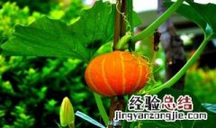 什么人不宜吃南瓜藤呢 什么人不宜吃南瓜藤