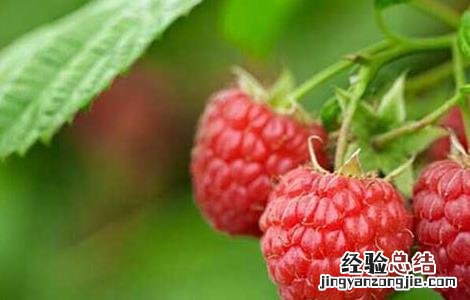 覆盆子的种植技术与管理 覆盆子的种植技术