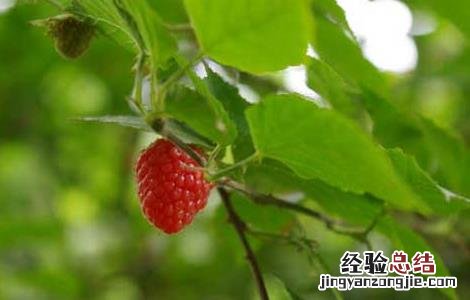 覆盆子的种植技术与管理 覆盆子的种植技术