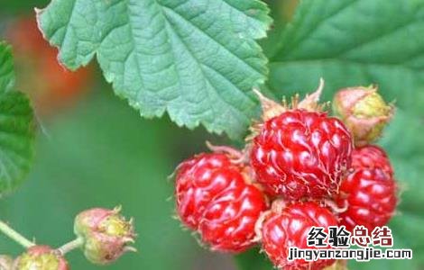 覆盆子的种植技术与管理 覆盆子的种植技术