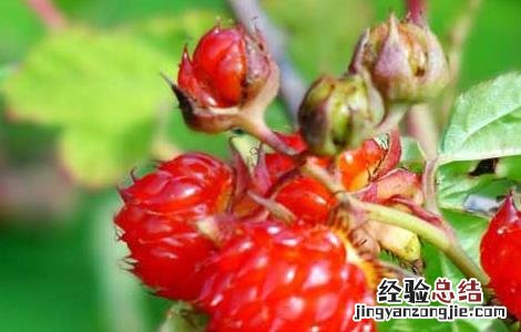 覆盆子的种植技术与管理 覆盆子的种植技术