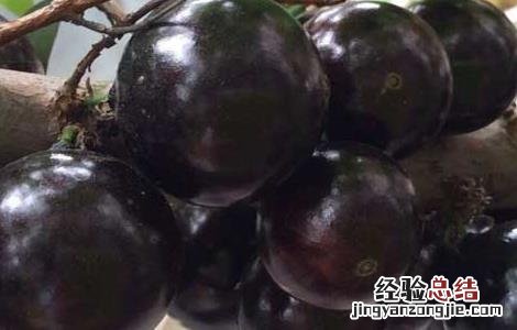 嘉宝果的种植技术 嘉宝果种植技术视频