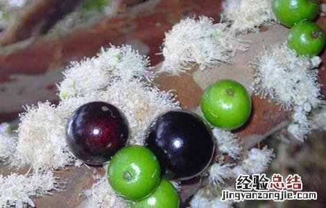 嘉宝果的种植技术 嘉宝果种植技术视频