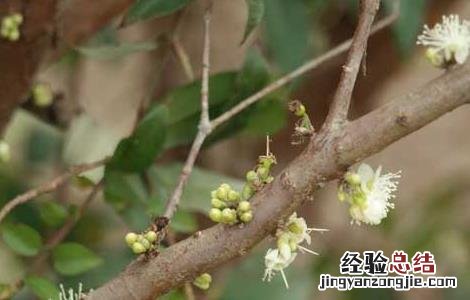 嘉宝果的种植技术 嘉宝果种植技术视频
