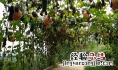 南瓜藤能吃吗 南瓜藤能吃吗怎么吃