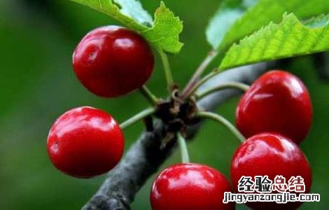 盆栽大樱桃怎么养 大樱桃盆栽种植方法
