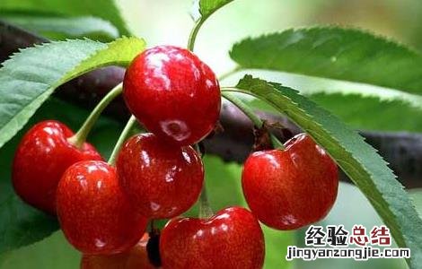 盆栽大樱桃怎么养 大樱桃盆栽种植方法