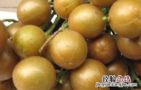 黄皮是什么水果 黄皮是什么水果?坑坑洼洼的