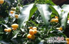 黄皮是什么水果 黄皮是什么水果?坑坑洼洼的