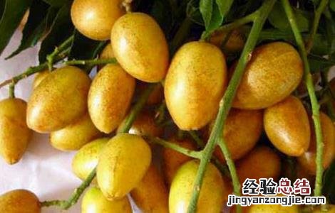 黄皮是什么水果 黄皮是什么水果?坑坑洼洼的