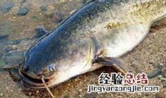 溪流钓鱼饵料 溪流钓饵怎么调