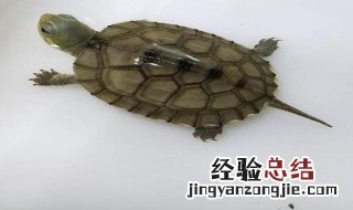 小青龟怎么喂食视频 小青龟怎么喂食