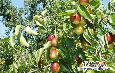 冬枣树栽培技术与管理 冬枣树栽培技术