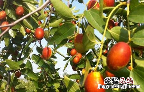 冬枣树栽培技术与管理 冬枣树栽培技术