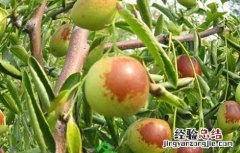 冬枣树栽培技术与管理 冬枣树栽培技术