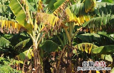 香蕉枯萎病的防治方法 香蕉枯萎病防治方法统计