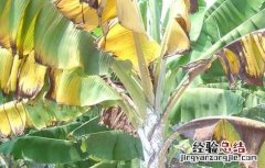 香蕉枯萎病的防治方法 香蕉枯萎病防治方法统计
