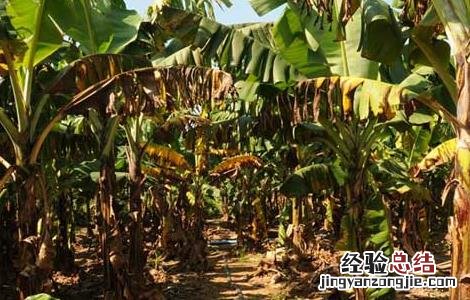 香蕉枯萎病的防治方法 香蕉枯萎病防治方法统计
