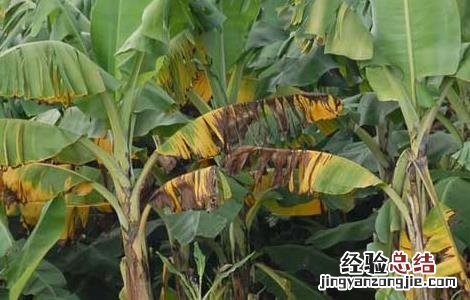 香蕉枯萎病的防治方法 香蕉枯萎病防治方法统计