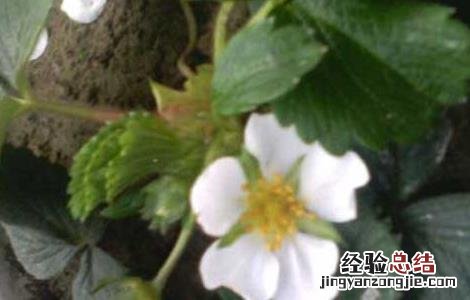 菠萝莓的种植技术 菠萝莓的种植技术和管理