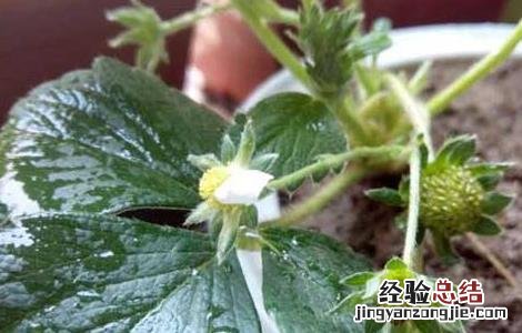 菠萝莓的种植技术 菠萝莓的种植技术和管理