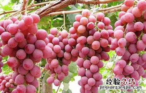 进口红提产地在哪里 红提产地在哪里