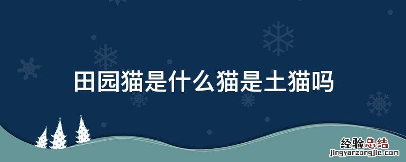 田园猫是什么猫是土猫吗 土猫和田园猫是一个品种吗