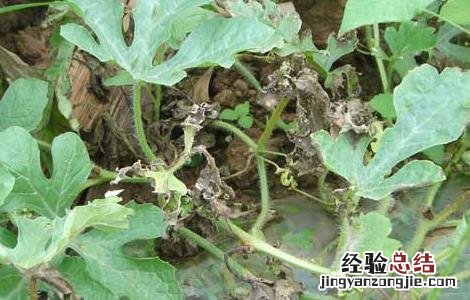 西瓜疫病的防治方法 西瓜疫病防治方法西瓜疫病打什么药