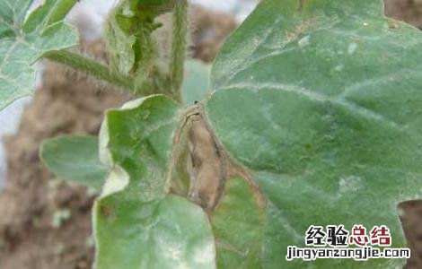 西瓜疫病的防治方法 西瓜疫病防治方法西瓜疫病打什么药