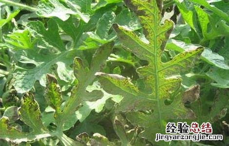 西瓜叶枯病的防治方法 西瓜叶枯病如何防治