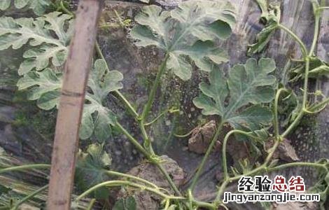 西瓜枯萎病的防治方法 西瓜枯萎病的防治措施