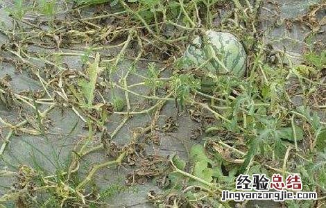 西瓜枯萎病的防治方法 西瓜枯萎病的防治措施