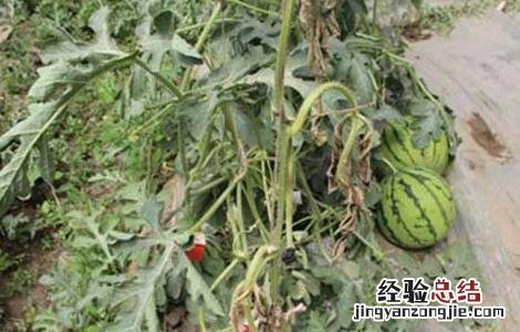 西瓜枯萎病的防治方法 西瓜枯萎病的防治措施