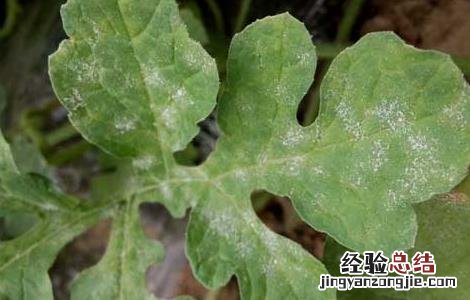 西瓜白粉病的防治方法 西瓜得了白粉病怎么办