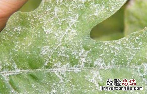 西瓜白粉病的防治方法 西瓜得了白粉病怎么办