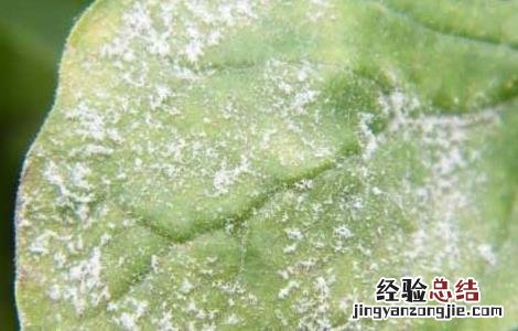西瓜白粉病的防治方法 西瓜得了白粉病怎么办