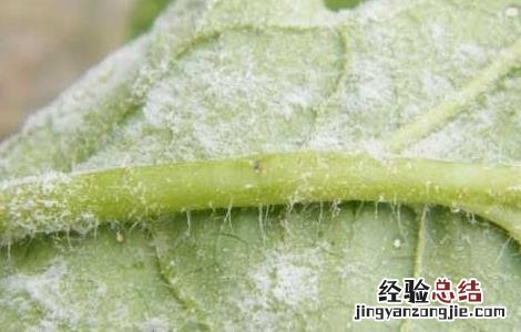 西瓜白粉病的防治方法 西瓜得了白粉病怎么办