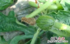 西瓜灰霉病的防治方法视频 西瓜灰霉病的防治方法