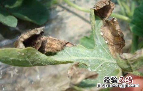 西瓜灰霉病的防治方法视频 西瓜灰霉病的防治方法
