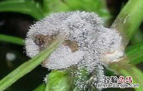 西瓜灰霉病的防治方法视频 西瓜灰霉病的防治方法