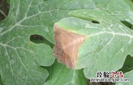 西瓜灰霉病的防治方法视频 西瓜灰霉病的防治方法