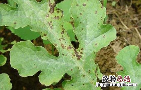 西瓜灰霉病的防治方法视频 西瓜灰霉病的防治方法